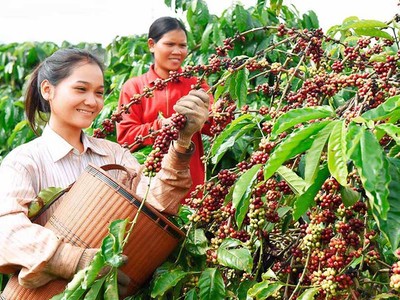 Khẩn trương trình Thủ tướng Chính phủ phê duyệt Đề án phát triển các cây công nghiệp chủ lực