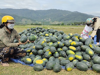 Dưa hấu Việt Nam được 'cấp visa' vào thị trường Trung Quốc