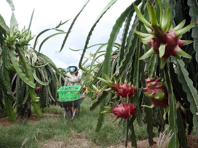 Trung Quốc là thị trường xuất khẩu chủ lực của trái thanh long Việt Nam Ảnh: Đức Thanh