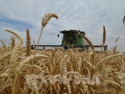 Thu hoạch lúa mì tại Stavropol, Nga. Ảnh: AFP/TTXVN