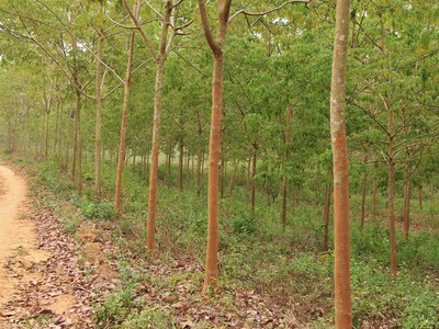 Dừng thí điểm cho hộ nông dân góp vốn trồng cây cao su bằng quyền sử dụng đất