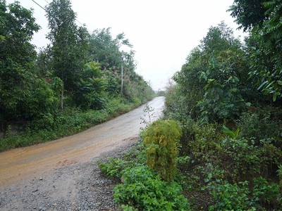 Chuyển đổi mục đích sử dụng đất luôn là bài toán khó của các địa phương có nhiều rừng. Ảnh: Mỹ An.