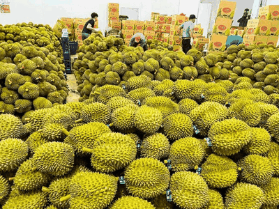 Xuất khẩu nông sản sang Trung Quốc năm 2023 đạt 11,5 tỷ USD, tăng 18% so với năm 2022, trong đó sầu riêng trên 2 tỷ USD.