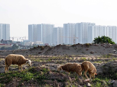 Hàng trăm dự án "đứng hình" vì không có một phần nguồn gốc đất ở. Ảnh: Dũng Minh 