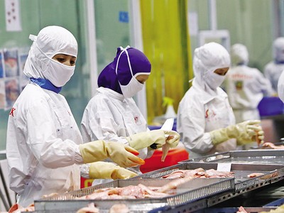 Nhiều doanh nghiệp chế biến thủy sản không biết thuộc diện được áp dụng chính sách ưu đãi thuế thu nhập doanh nghiệp theo mức 15% hay 20%. Ảnh: Đức Thanh