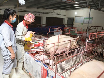 Các doanh nghiệp tự chủ phần nào về thức ăn chăn nuôi nhờ phát triển mô hình 3F ít gặp khó khăn hơn 