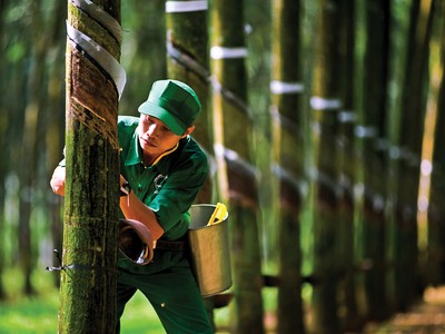 Cơ cấu và chủng loại cao su xuất khẩu của Việt Nam chủ yếu là cao su tự nhiên