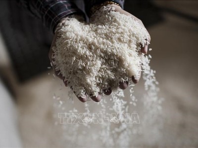 Philippines dự kiến nhập khẩu lượng gạo cao kỷ lục là 3,8 triệu tấn vào năm 2024. Ảnh: AFP/TTXVN