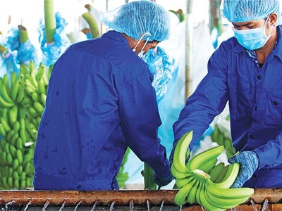 Các mặt hàng nông sản xuất khẩu phải lưu ý tuân thủ quy định về an toàn thực phẩm, an toàn dịch bệnh