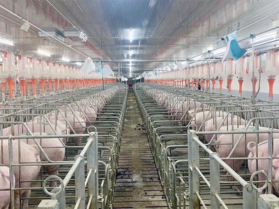 Giá heo duy trì ở mức thấp khiến Dabaco chỉ ghi nhận lợi nhuận 2023 vẻn vẹn 25 tỷ đồng