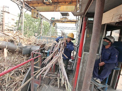 Bức tranh kinh doanh của doanh nghiệp mía đường mang nhiều mảng màu đối lập. Ảnh: Đức Thanh
