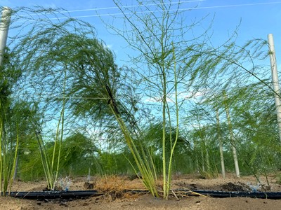 Cây Măng tây với hệ thống tưới nước tiết kiệm