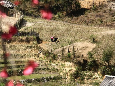 Mùa Xuân trên nương