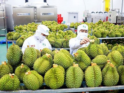 Sầu riêng cũng trở thành sản phẩm xuất khẩu số 1 của ngành hàng rau quả với tỷ trọng lên tới 41% trong tổng số 5,6 tỷ USD mà ngành này thu về.