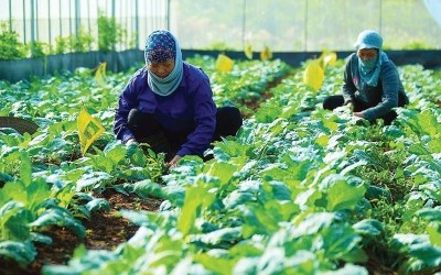 Du lịch canh nông tạo giá trị bền vững