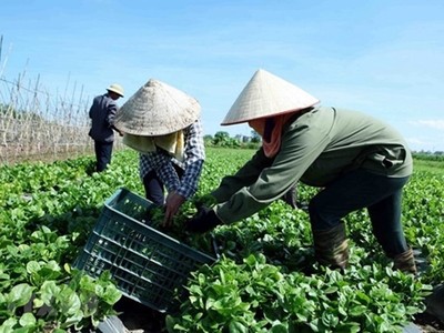 Thúc đẩy kinh tế tập thể phát triển bắt đầu từ bước đăng ký kinh doanh