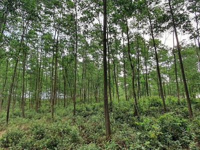 Sử dụng hiệu quả đất lâm nghiệp trong bối cảnh mới