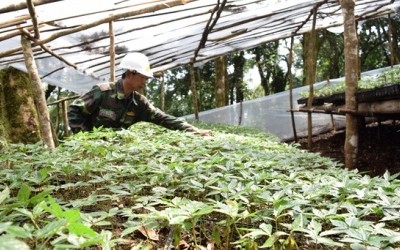 Mất trộm sâm Ngọc Linh với lượng lớn, Kon Tum chỉ đạo điều tra