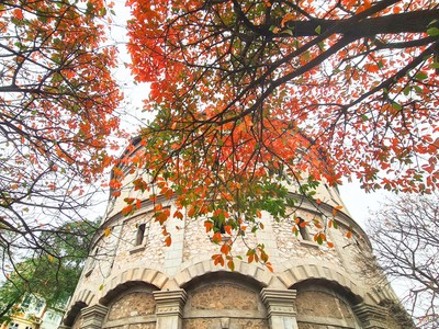 Hà Nội quyến rũ mùa cây thay lá 