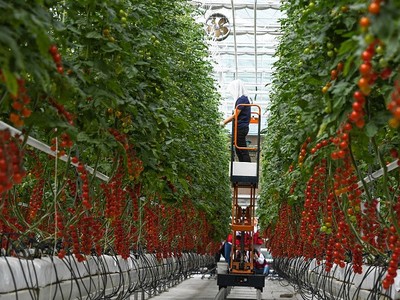 Nông dân thu hoạch cà chua tại một trang trại ở Sơn Đông.