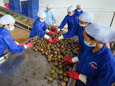 Các thủ tục mở cửa thị trường với quả chanh leo đang được Việt Nam và Australia tích cực thực hiện. Ảnh: .Đ.T