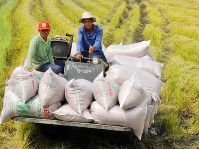 Việt Nam có thể xuất khẩu hơn 8 triệu tấn gạo trong năm 2024.