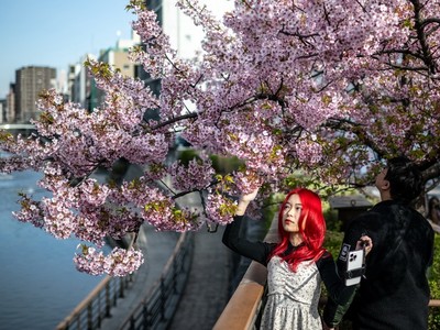 Người dân chiêm ngưỡng vẻ đẹp hoa anh đào tại Tokyo, Nhật Bản, ngày 11/3/2024. (Ảnh: AFP/TTXVN)