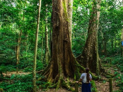 Việt Nam có thể thu thêm 51,5 triệu USD từ tín chỉ carbon rừng