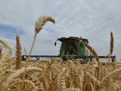 EU kêu gọi đưa ra các mức thuế bổ sung đối với việc nhập khẩu một số loại sản phẩm nông nghiệp từ Liên bang Nga và Belarus vào các nước châu Âu, cụ thể là ngũ cốc, hạt có dầu và các sản phẩm chế biến từ chúng. (Ảnh: AFP/TTXVN)