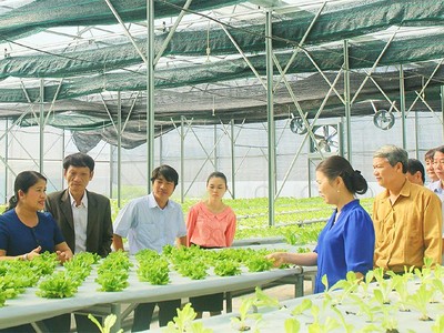 Hà Nội thành lập mới nhiều hợp tác xã, liên hiệp hợp tác xã, tổ hợp tác