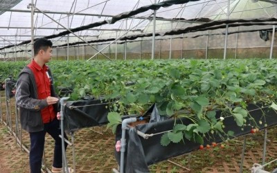 Lâm Đồng đang xây dựng thương hiệu số 1 Việt Nam về rau, hoa; cụm sản xuất rau số 1 Đông Nam Á; là trung tâm sau thu hoạch cho sản phẩm hoa.