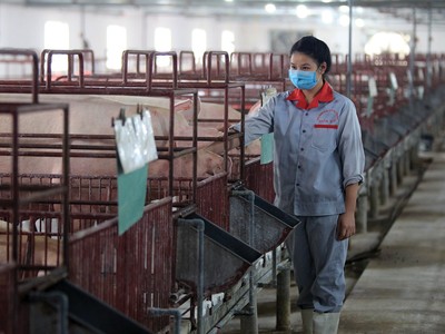 Giá lợn hơi tăng ổn định kể từ đầu năm nay