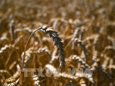 Dự trữ lúa mỳ của Ấn Độ thấp nhất 16 năm. Ảnh: AFP/TTXVN