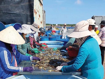 Tôm được xem là ngành hàng hưởng lợi nhiều nhất khi Việt Nam được Mỹ công nhận là nền kinh tế thị trường.