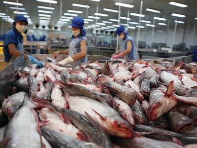 Thị trường xuất khẩu cá tra chủ lực của Việt Nam là Mỹ và Trung Quốc 