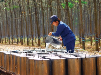 Cao su Đắk Lắk kỳ vọng được hưởng lợi từ giá cao su tăng