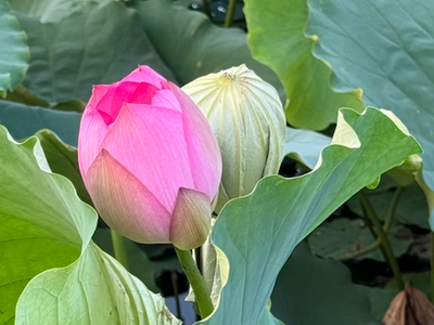 Không có nhiều bông sen ướp trà ngay trên đầm như thế này. Ảnh: Mỹ An. 