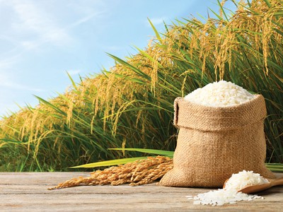 Ngành nông nghiệp Việt Nam có tiềm năng thu hút nguồn vốn xanh rất lớn