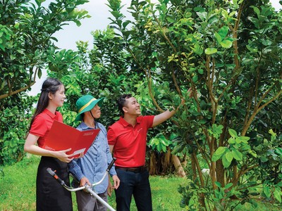 Nguồn vốn phục vụ sản xuất nông nghiệp sạch ngày càng mở rộng