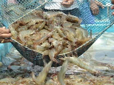 Vasep tiếp tục gửi báo cáo tới Văn phòng Chính phủ về những vướng mắc, kiến nghị của DN thủy sản trong quý II/2024