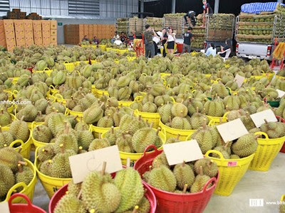 Sầu riêng là trái cây xuất khẩu giá trị, đóng góp lớn vào con số 3,5 tỷ USD xuất khẩu toàn ngành rau quả nửa đầu năm 2024.