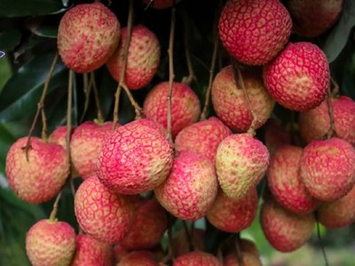 Ưu thế vượt trội của vải trứng là khi chín, vỏ mỏng có màu đỏ rực đẹp mắt, cùi dày, mùi thơm dịu nhẹ, vị ngọt rất đậm đà hiếm ở đâu có được.