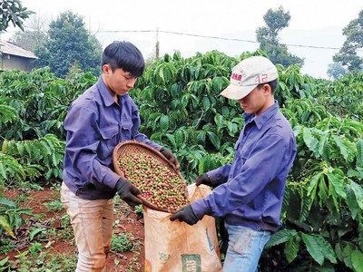 Những năm gần đây, Vinacafe gặp nhiều khó khăn trong sản xuất, kinh doanh