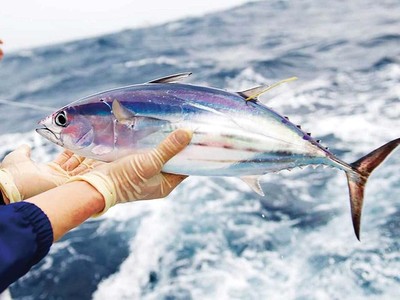 Quy định chỉ được dùng nguyên liệu cá ngừ vằn từ 500 mm trở lên gây khó cho doanh nghiệp vì kích thước loài này tương đối nhỏ