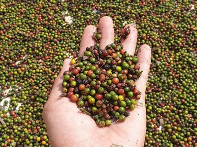 Hạt tiêu tìm đường trở lại nhóm nông sản tỷ USD