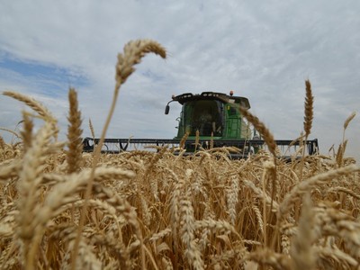 Nông dân thu hoạch lúa mỳ trên cánh đồng ở vùng Stavropol (Nga). (Ảnh: AFP/TTXVN)