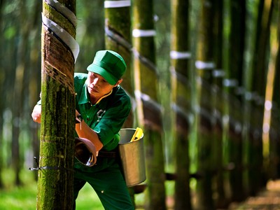 Nhiều doanh nghiệp ngành cao su có kết quả kinh doanh khả quan trong nửa đầu năm nhờ giá cao su tăng