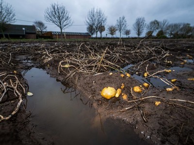 Khủng hoảng giá khoai tây do thời tiết xấu