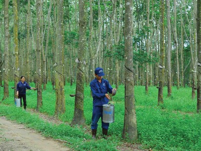 Tập đoàn Cao su Việt Nam sở hữu quỹ đất lớn có thể chuyển đổi thành đất công nghiệp