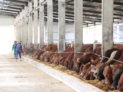 Ảnh minh hoạ. (Nguồn: Internet)